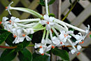 Rhododendron radians