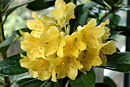 Rhododendron rarilepidotum