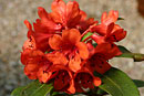 Rhododendron rarilepidotum