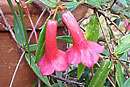 Rhododendron rarum