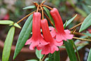 Rhododendron rarum