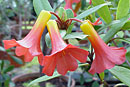 Rhododendron renschianum