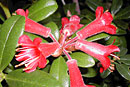 Rhododendron retusum