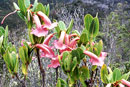 Rhododendron rhodochroum