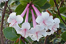 Rhododendron rhodoleucum