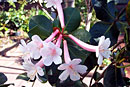 Rhododendron rhodoleucum