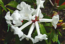 Rhododendron rhodopus