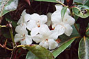 Rhododendron rhodopus