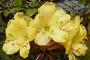 Rhododendron robinsonii