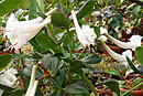 Rhododendron roseiflorum