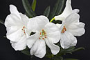 Rhododendron rousei