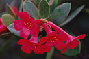 Rhododendron rubellum