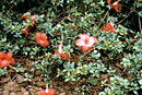 Rhododendron rubineiflorum