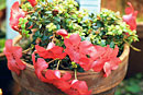 Rhododendron rubineiflorum