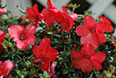 Rhododendron rubineiflorum