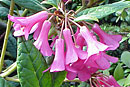 Rhododendron rugosum