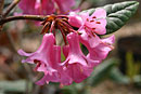 Rhododendron rugosum