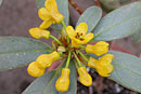 Rhododendron rushforthii