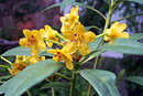 Rhododendron rushforthii