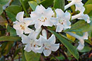 Rhododendron ruttenii