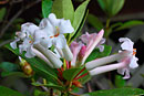 Rhododendron ruttenii