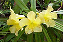 Rhododendron salicifolium