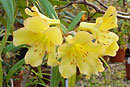 Rhododendron salicifolium