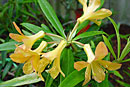 Rhododendron salicifolium