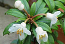 Rhododendron santapaui