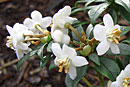 Rhododendron santapaui