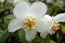 Rhododendron santapaui