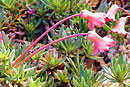 Rhododendron saxifragoides