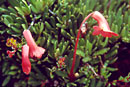 Rhododendron saxifragoides