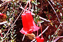 Rhododendron schizostigma