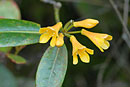 Rhododendron scortechinii