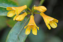 Rhododendron scortechinii