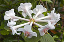 Rhododendron searleanum