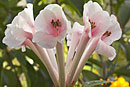 Rhododendron searleanum