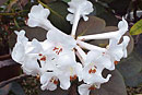 Rhododendron searleanum