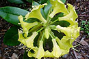 Rhododendron sessilifolium