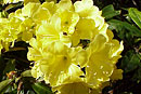 Rhododendron sessilifolium