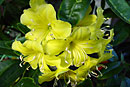 Rhododendron sessilifolium