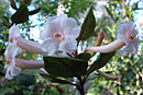 Rhododendron solitarium