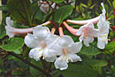 Rhododendron solitarium