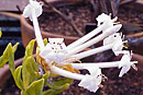 Rhododendron stapfianum