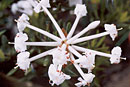 Rhododendron stapfianum