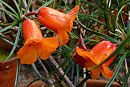 Rhododendron stenophyllum ssp. angustifolium