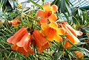 Rhododendron stenophyllum ssp. angustifolium