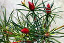 Rhododendron stenophyllum ssp. angustifolium