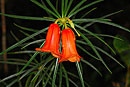 Rhododendron stenophyllum